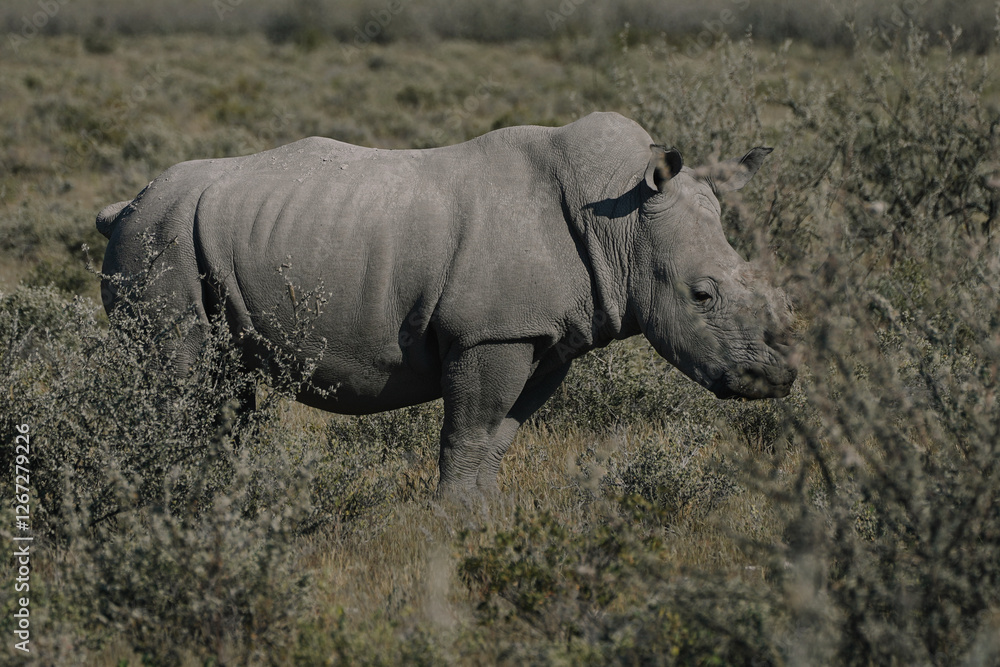 Fototapeta premium A beautiful White rhino is walking in the savannah bushes in the Namibian Etosha National Park.