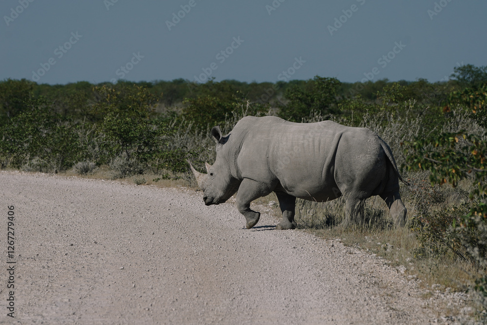 Obraz premium A beautiful White rhino crossing the road in the savannah bushes in the Namibian Etosha National Park.