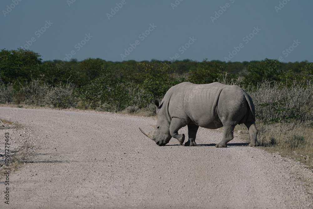A beautiful White rhino crossing the road with its head down to the groundin the savannah bushes in the Namibian Etosha National Park.
