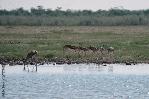 Group of the beautiful springboks drinking at the watering hole in the savannah in the Namibian Etosha National Park. photo