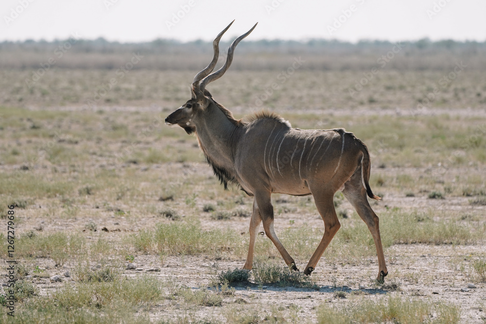 Obraz premium One kudu antelope walking in the savannah in the Namibian Etosha National Park.