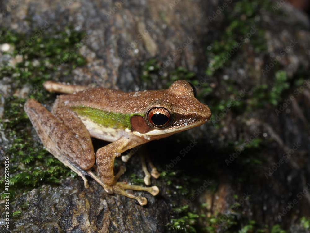 Naklejka premium A small tree frog brown with green side stripe staying still on a rock with some small green moss.