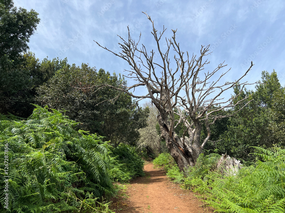 Hiking around Teror
