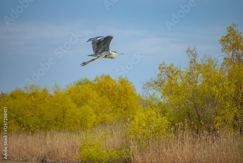 фотографія Grey Heron in Danube Delta, Romania, Sfantu Gheorghe