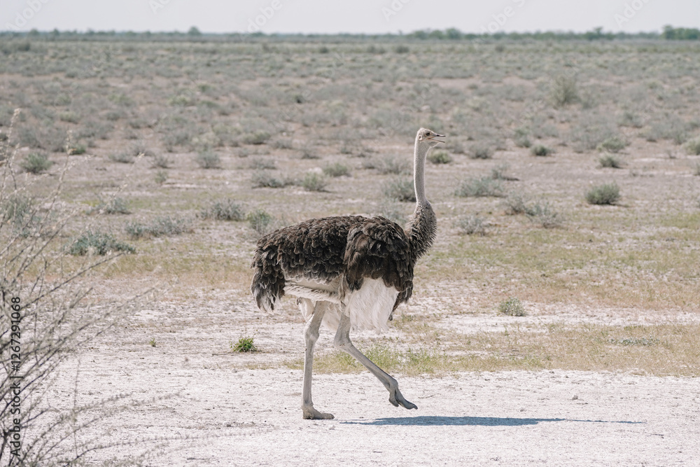 Naklejka premium One beautiful ostriche walking and in the savannah in the Namibian Etosha National Park.