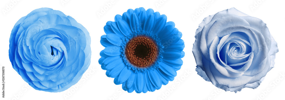 Different beautiful flowers in blue shades isolated on white, set Different beautiful flowers in blue shades isolated on white, set