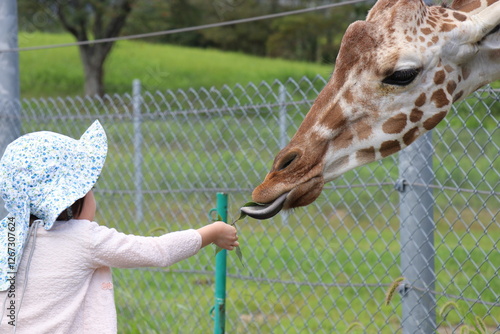 【山口県】秋吉台自然動物公園サファリランド、ふれあい広場、キリンに餌やりする女の子 photo