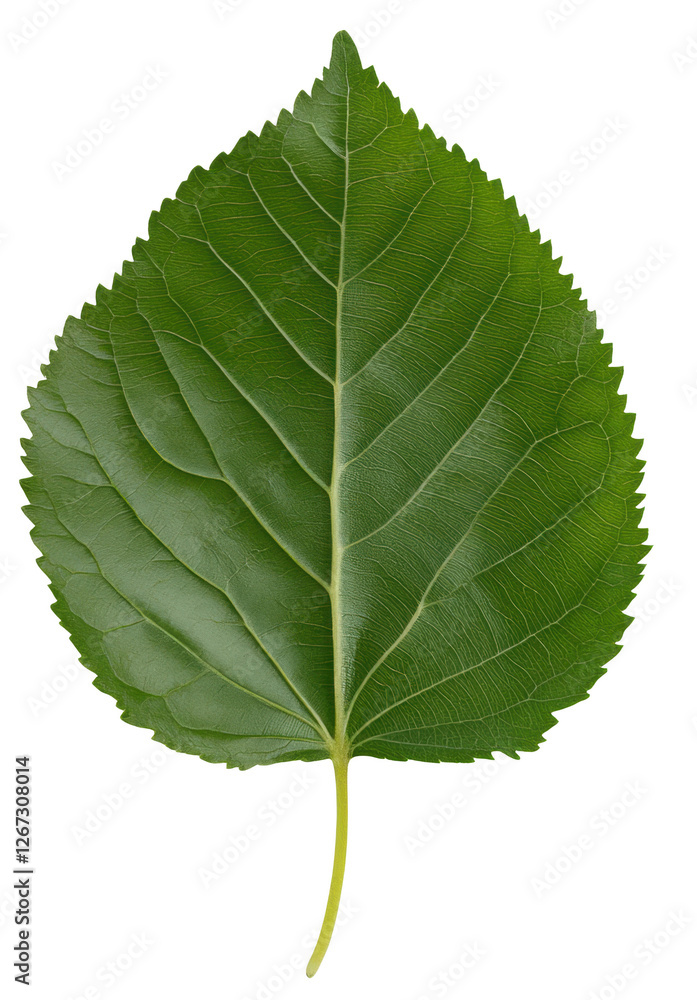 A leaf is shown in its natural form, with no other elements in the image. The leaf is green and has a pointed tip, and it is a leaf from a tree A leaf is shown in its natural form, with no other elements in the image. The leaf is green and has a pointed tip, and it is a leaf from a tree