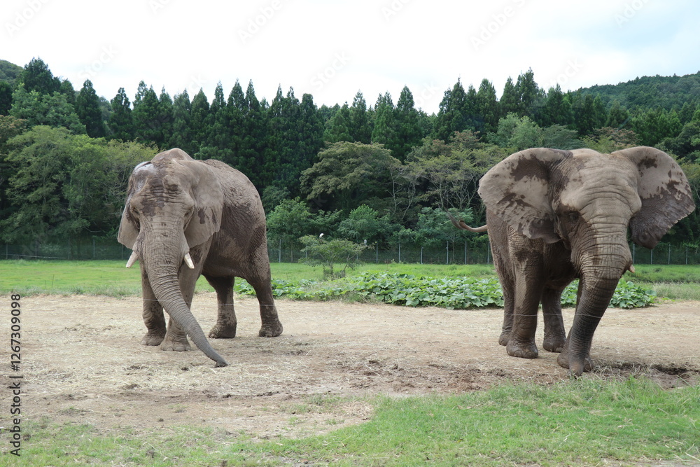 Fototapeta premium 【山口県】秋吉台自然動物公園サファリランド、ふれあい広場