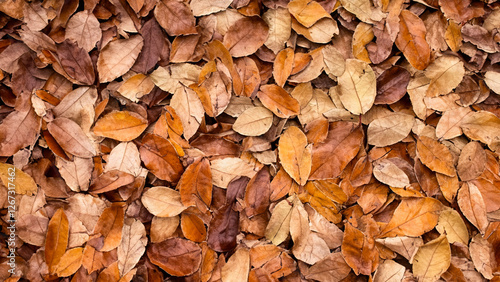 Autumn Leaves Background