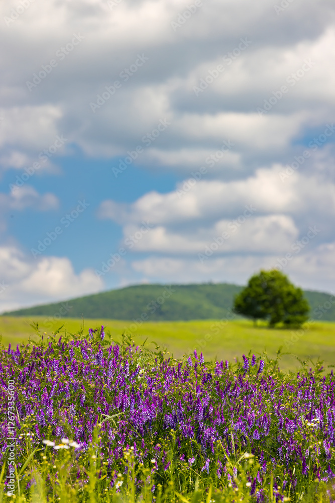 Spring landscape in White Carpathians, Southern Moravia, Czech Republic Spring landscape in White Carpathians, Southern Moravia, Czech Republic