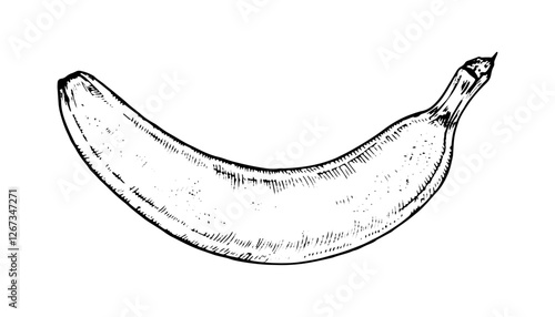 Vector illustration of a banana in black and white. Hand drawn top view sketch with fine line art, ideal for food, organic, and culinary designs. Isolated and perfect for engraving style artwork