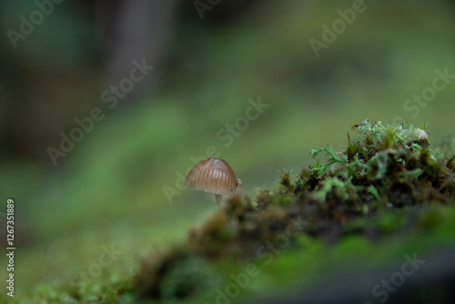 Tiny mushroom growing on a mossy log  in a forest
