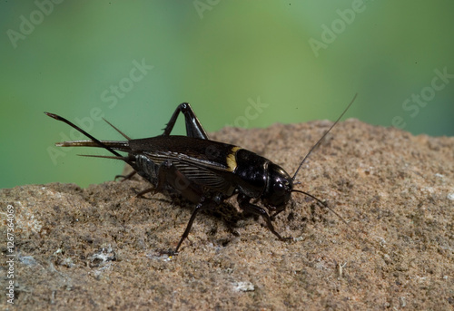Southern Field Cricket - Gryllus bimaculatus, Sardegna, Italia, Grasshopper,Sardinia, Italy
