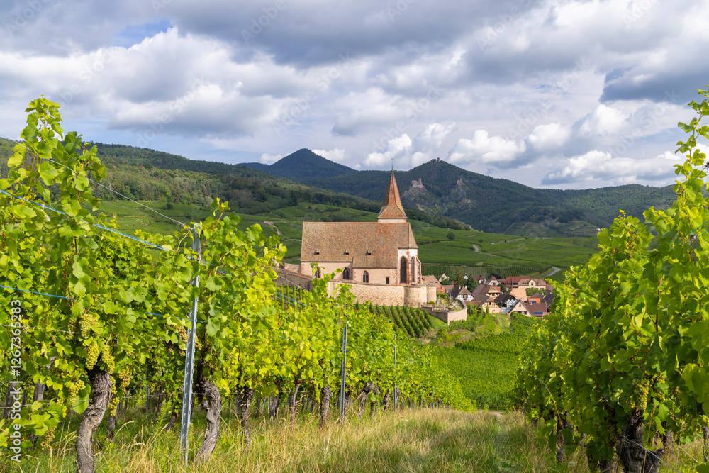 Typical vineyard near Hunawihr near Ribeauville Riquewihr, Haut-Rhin, Region Grand Est, Alsace, France