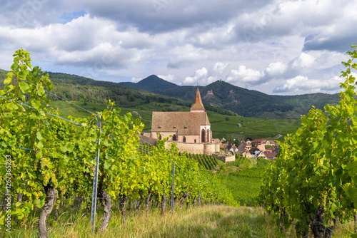 Obraz na płótnie Typical vineyard near Hunawihr near Ribeauville Riquewihr, Haut-Rhin, Region Grand Est, Alsace, France w salonie