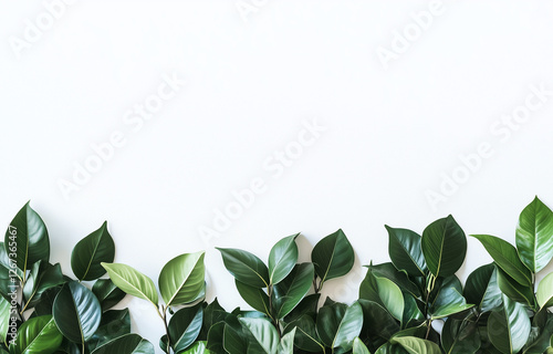 Wallpaper Mural Botanical frame with green leaves isolated on white background. Torontodigital.ca