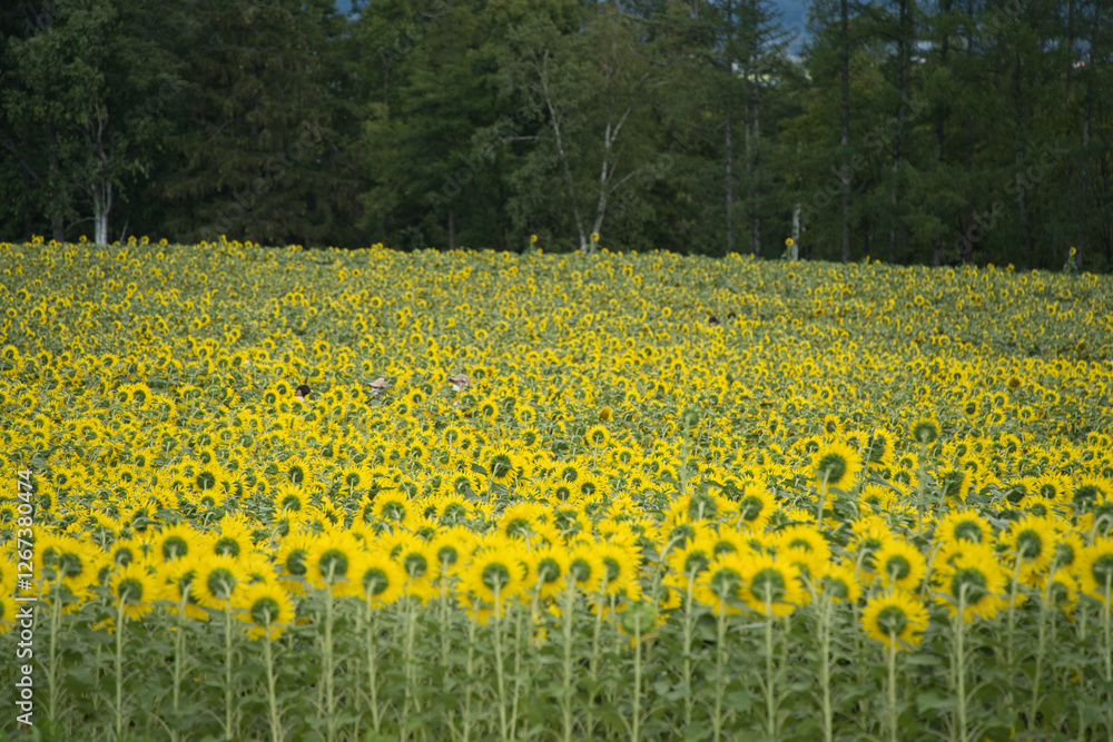Fototapeta premium 北竜町ひまわりの里の満開の向日葵畑と夏の青空