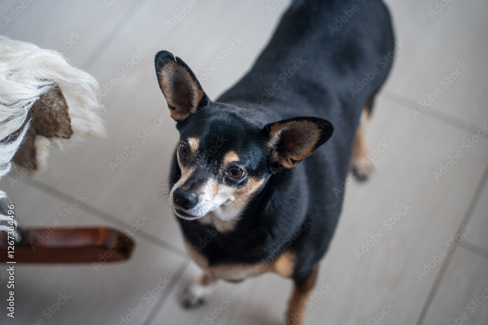 A fat little dog stands on the floor and looks at the camera A fat little dog stands on the floor and looks at the camera