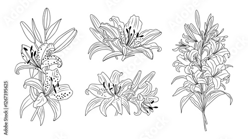 Set of Lily flower line art vector botanical illustrations. Trendy greenery hand drawn black ink sketch. Modern design for logo, tattoo, wall art, branding and packaging on transparent background.