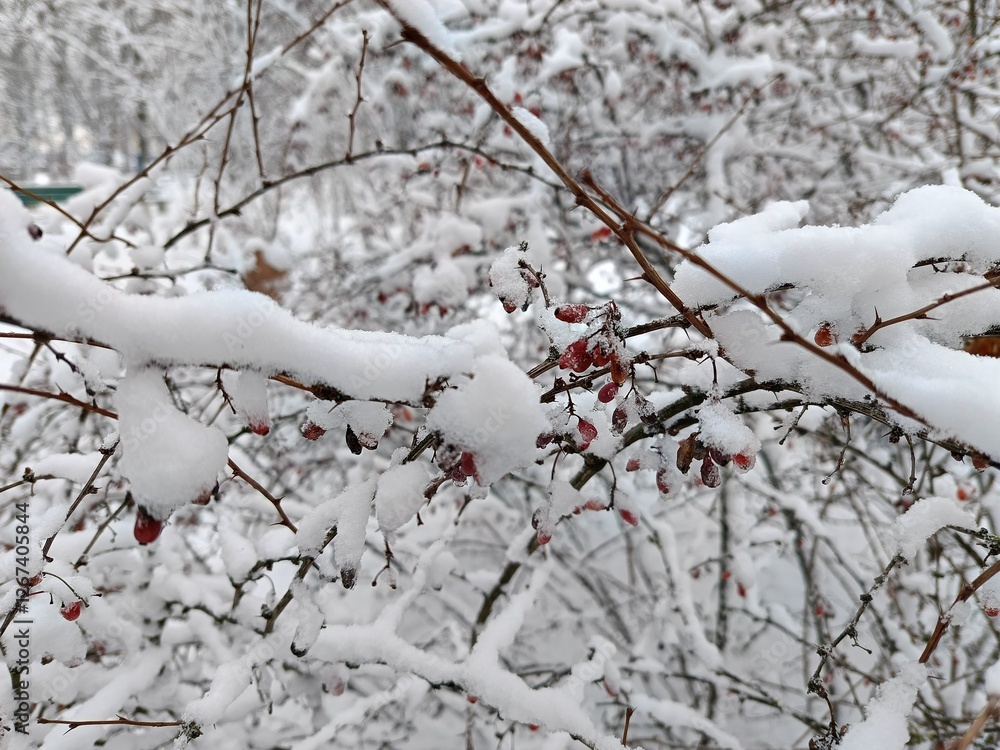 snow covered branches