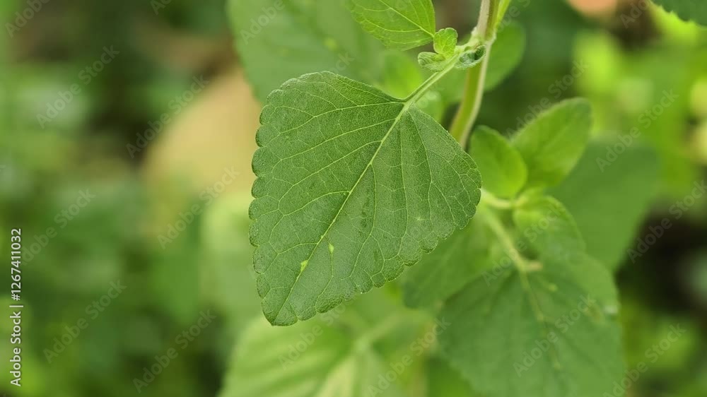 Oregano or marjoram leaves in garden Oregano or marjoram leaves in garden