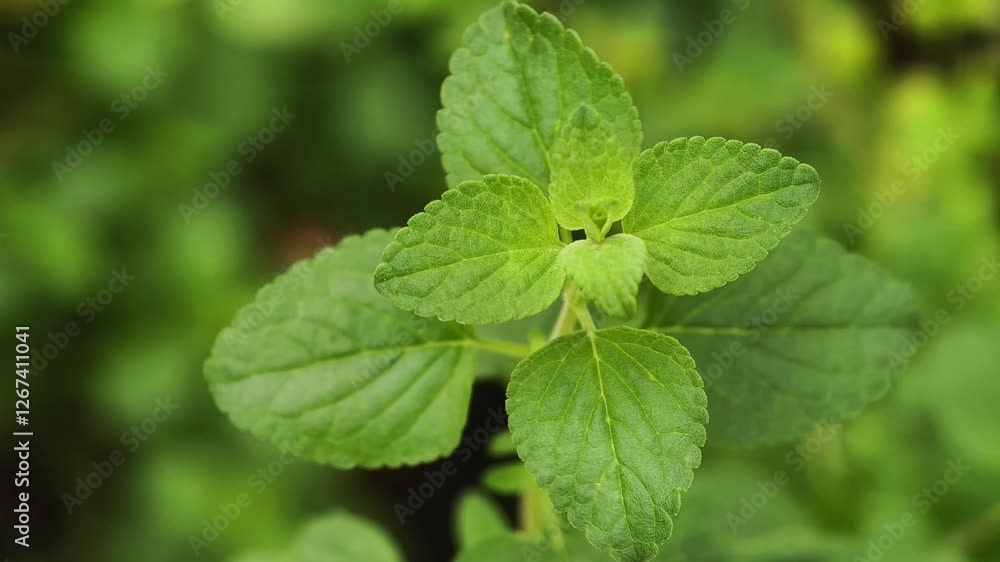 Oregano or marjoram leaves in garden Oregano or marjoram leaves in garden