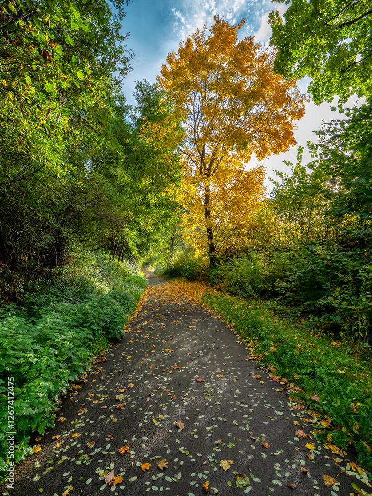 Obraz premium autumn is comming