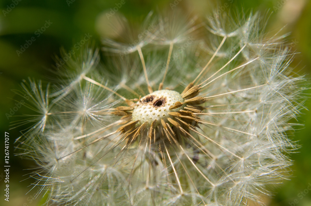 Fototapeta premium dandelion on a green background