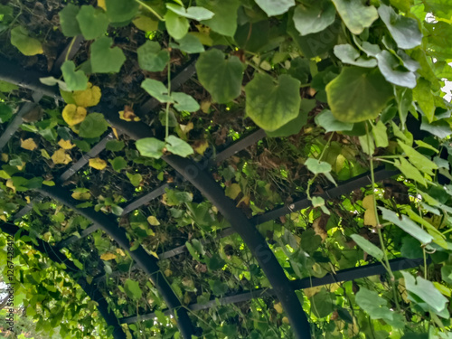 Green Vine Canopy Over A Dark Structure In A Natural