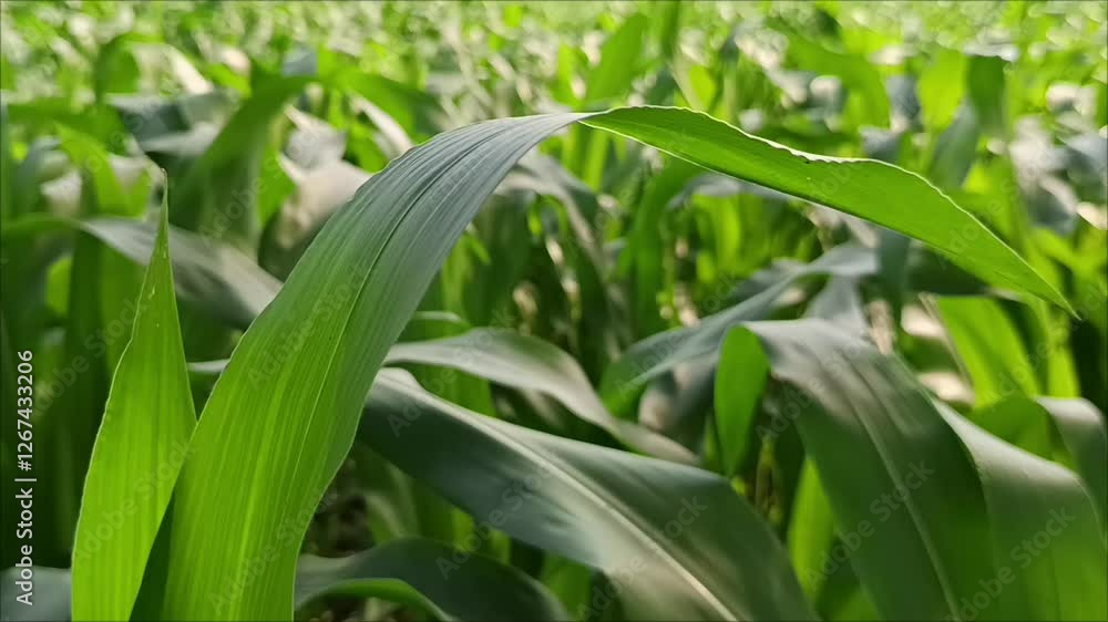 Corn leaves Corn leaves