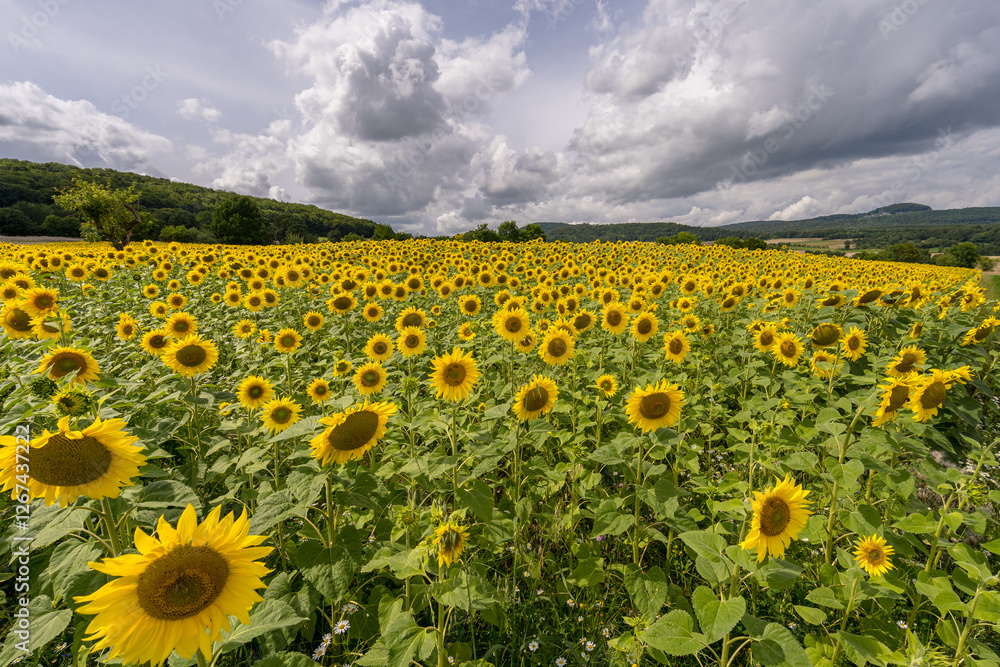 Obraz premium sunflowers with cloudy sky