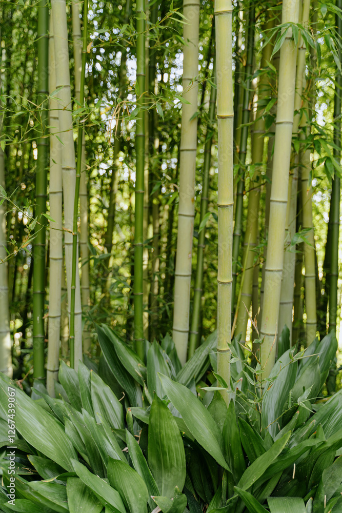 Fototapeta premium Dense green bamboo forest with natural patterns and textures. Vibrant tropical foliage creating a peaceful and exotic atmosphere. Close-up details of bamboo stalks and leaves in Marimurtra Botanical G