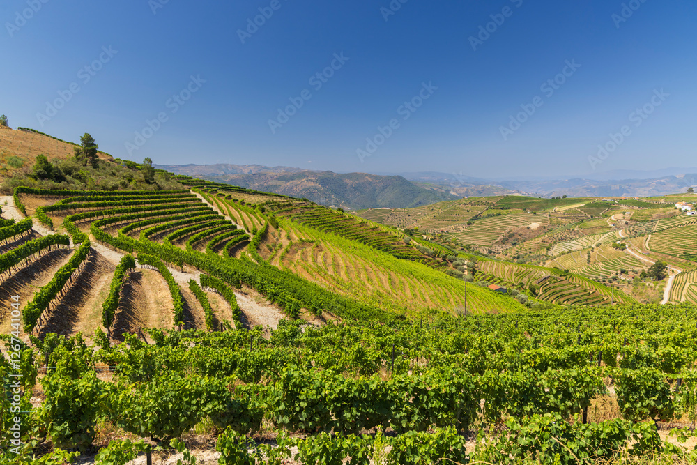 Fototapeta premium Typical vineyard near Ervedosa do Douro, Alto Douro, Portugal