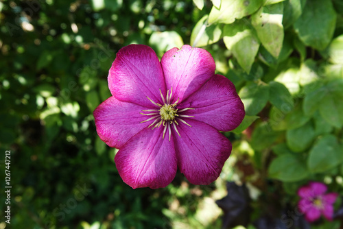 A single Clematis