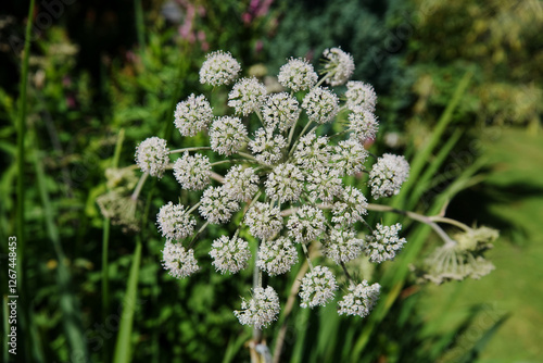 Angelica sylvestris