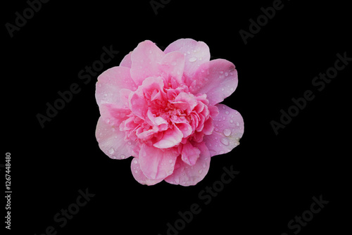 A single Camellia isolated against a black background