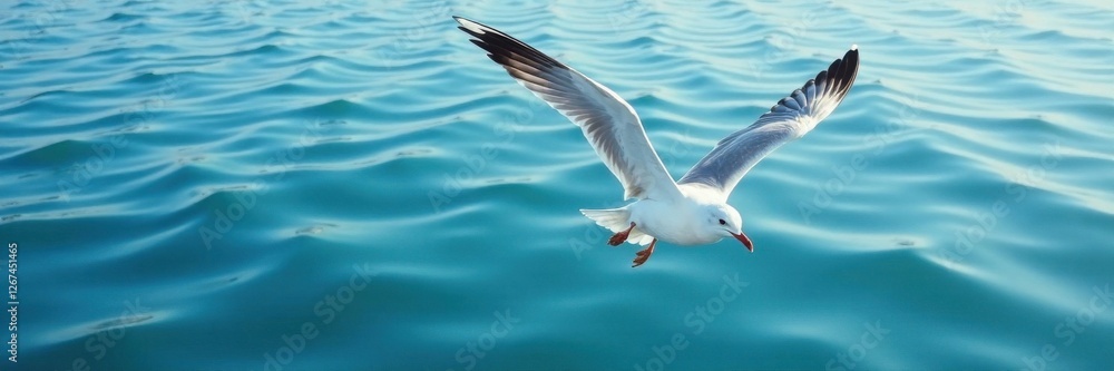 Seagull flying over calm ocean waters with ripples, water, wildlife, bird Seagull flying over calm ocean waters with ripples, water, wildlife, bird