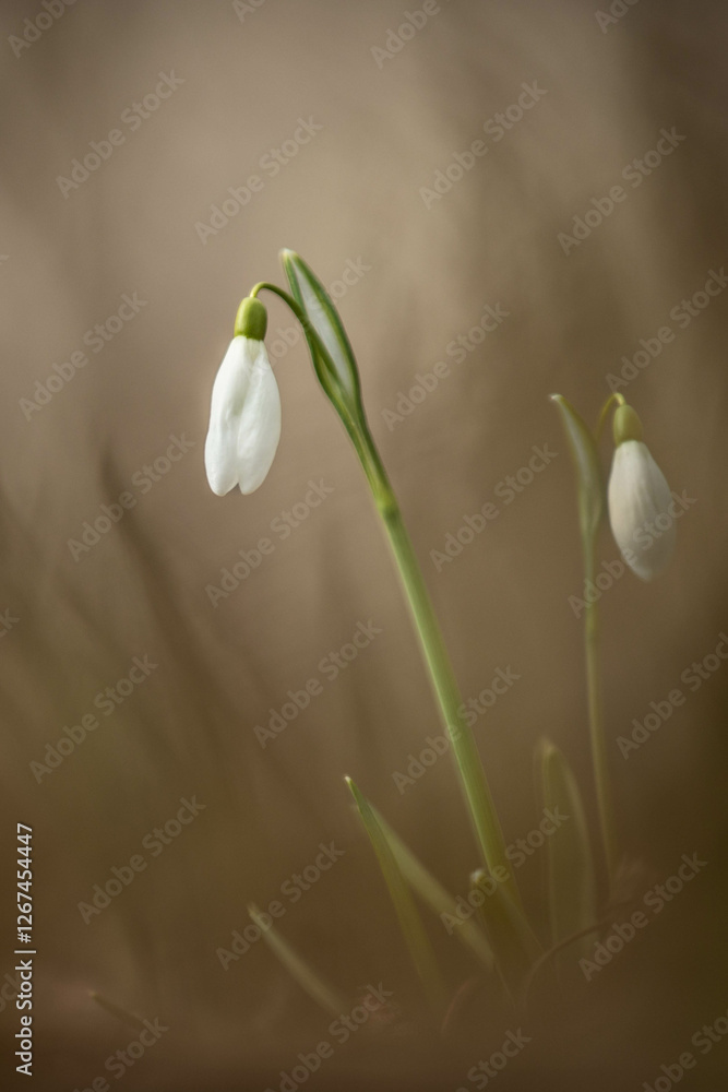 the first snowdrops are coming out and starting to bloom the first snowdrops are coming out and starting to bloom