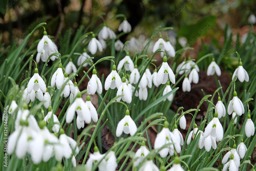 Fototapeta premium Pretty white Galanthus, or snowdrops, in flower.