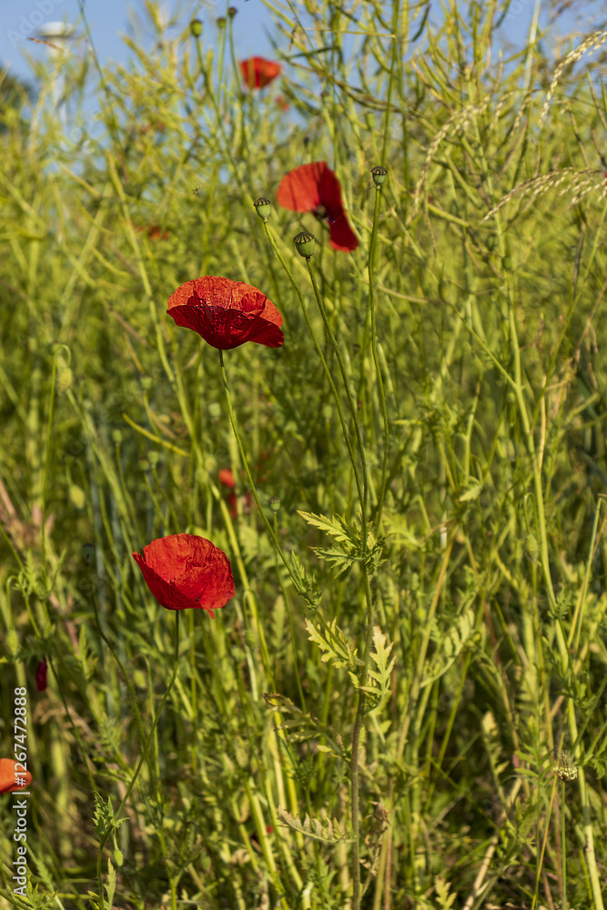 Obraz premium Red poppy flowers in tall grass. red flowers. Poppy. Meadow with tall grass. Summer, season, plants, flowers.