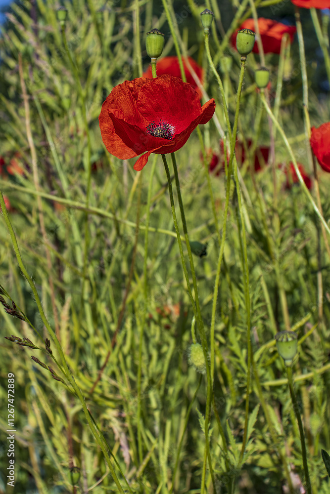 Red poppy flowers in tall grass. red flowers. Poppy. Meadow with tall grass. Summer, season, plants, flowers. Red poppy flowers in tall grass. red flowers. Poppy. Meadow with tall grass. Summer, season, plants, flowers.