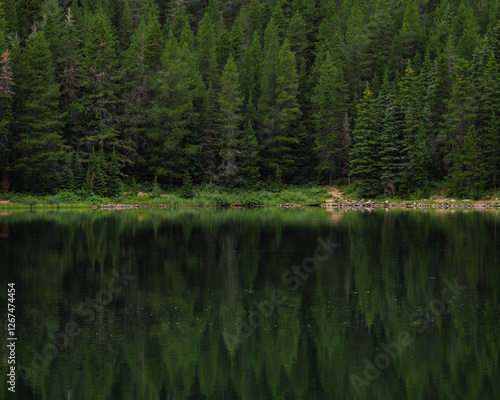 reflection of pine trees in water