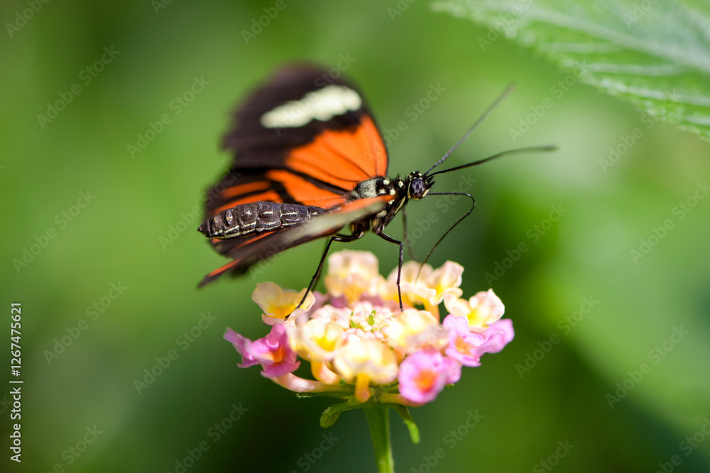 Macro photography of an orange butterfly in nature Macro photography of an orange butterfly in nature