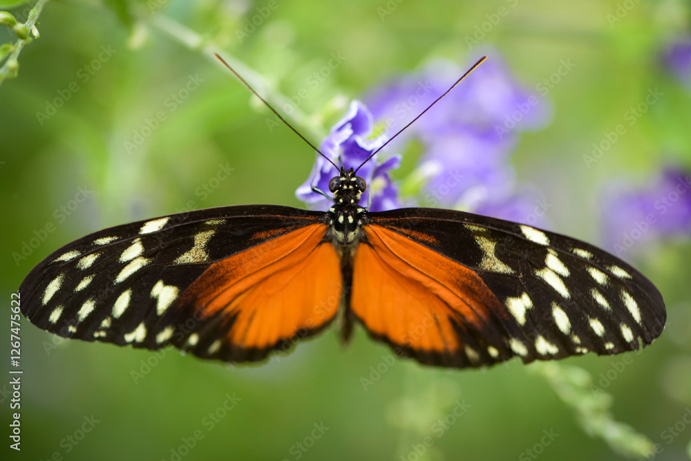 Macro photography of an orange butterfly in nature Macro photography of an orange butterfly in nature