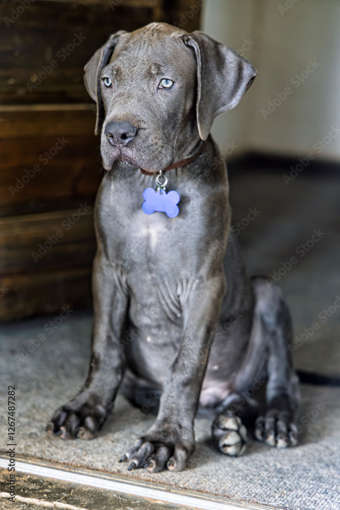 Portrait of a black Boerboel puppy standing in the door guarding the entrance. Portrait of a black Boerboel puppy standing in the door guarding the entrance.