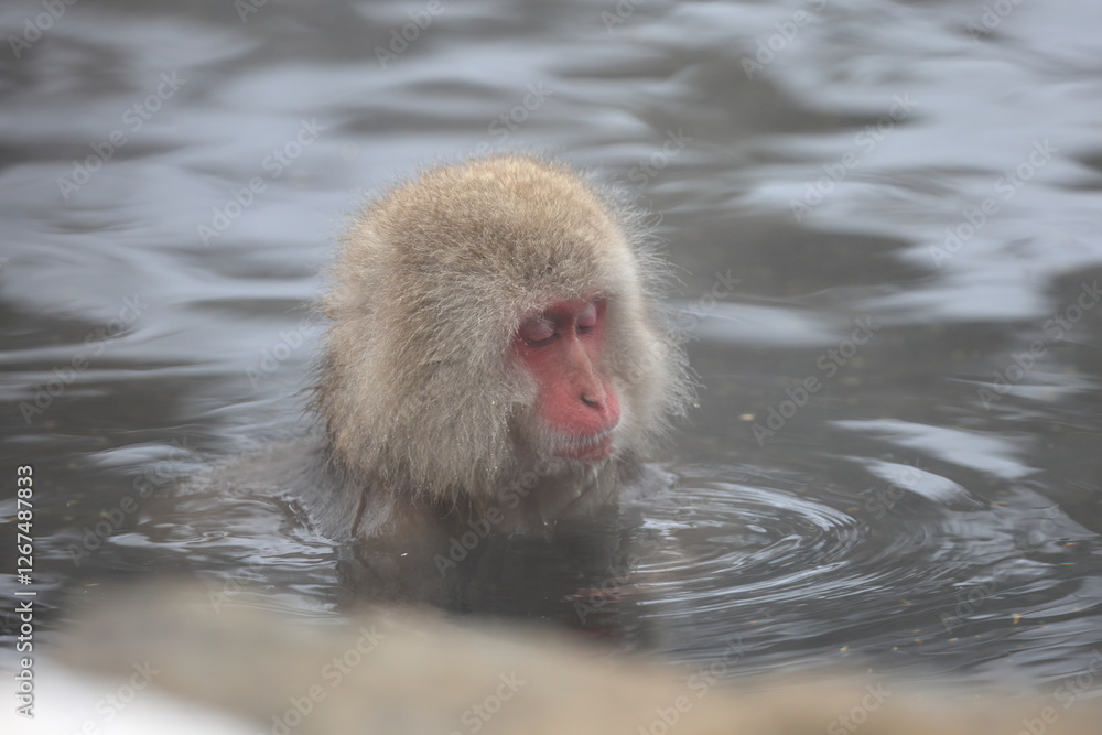 Fototapeta premium Snow monkeys appear in Japanese hot springs in Japan