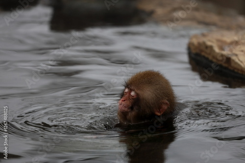 Snow monkeys appear in Japanese hot springs in Japan