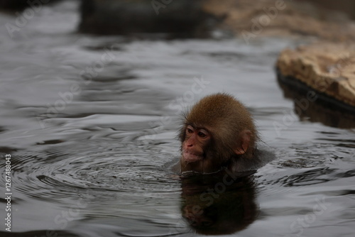 Snow monkeys appear in Japanese hot springs in Japan