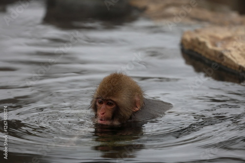 Snow monkeys appear in Japanese hot springs in Japan